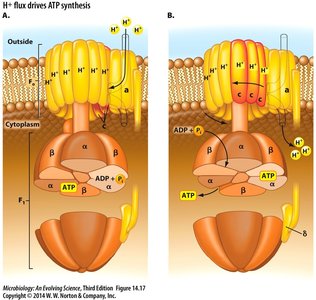 Membrane-bound ATPase and proton flux