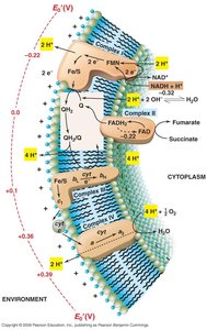 Electron transport chain diagram