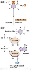 NADH/NAD+ redox chemistry