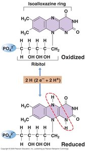 Flavin redox chemistry