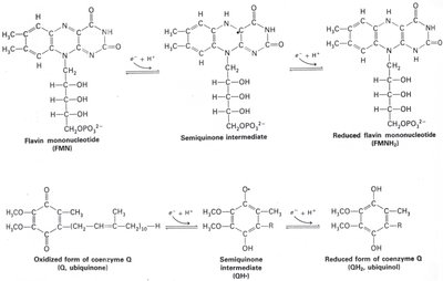 Iron-sulfur cluster structure