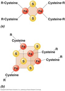 Redox potentials of electron donors and acceptors