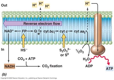 Sulfur oxidizer ETS diagram