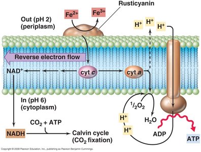 Iron oxidizer ETS diagram