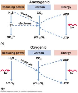 Photosynthetic bacteria habitats