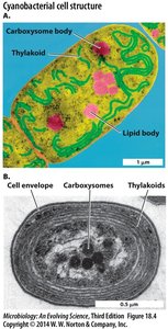 Cyanobacterial cell structure