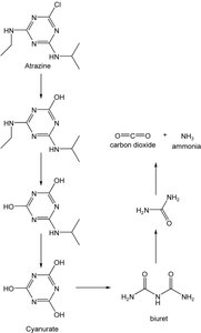 Atrazine degradation pathway