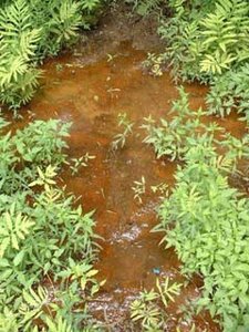 Iron-oxidizing bacteria in a stream