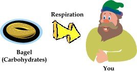 Illustration of energy use in respiration