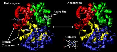 Structure of holoenzyme and apoenzyme
