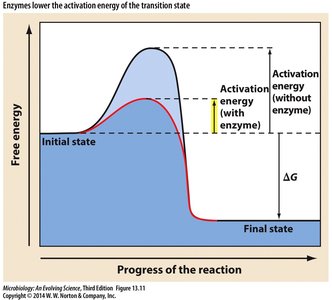 Enzyme lowers activation energy graph