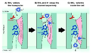 Ammonium transport across microbial membrane