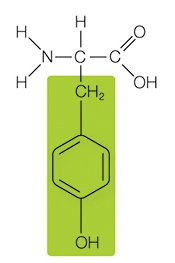 Amino acid example: tyrosine