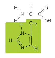 Amino acid example: histidine