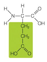 Amino acid example: glutamic acid