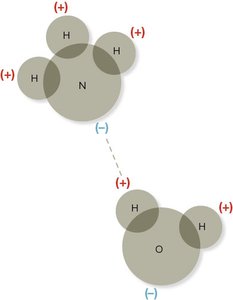 Hydrogen bond between ammonia and water