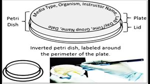 Labeled petri dish and proper labeling technique