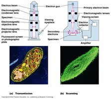 SEM image of external cell structures