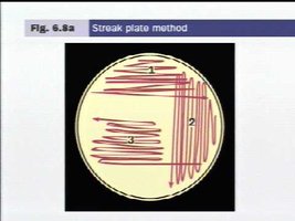 Streak plate method diagram