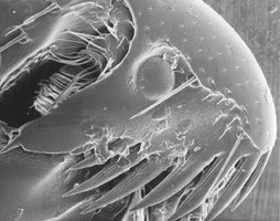 SEM image of external cell structures