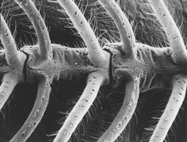 SEM image of external cell structures
