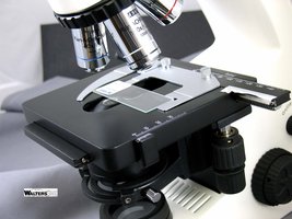 Slide for viewing under microscope