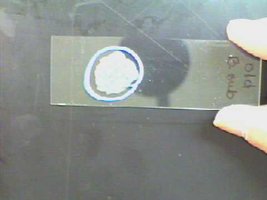 Slide with bacteria prepared for staining