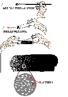 Spreading negative stain across slide