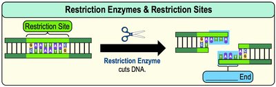 Restriction Enzymes & Restriction Sites