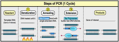 Steps of PCR (1 Cycle)