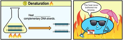Denaturation step in PCR