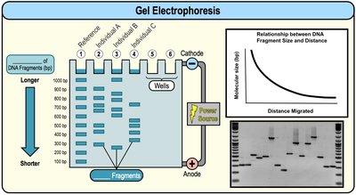 Gel Electrophoresis apparatus and results