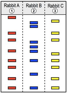 Rabbit species comparison by gel electrophoresis