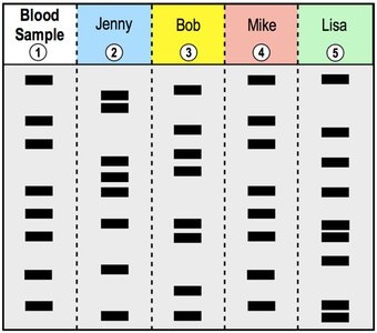 Crime scene DNA matching by gel electrophoresis