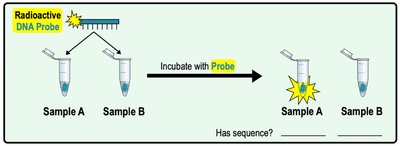 Radioactive DNA probe application