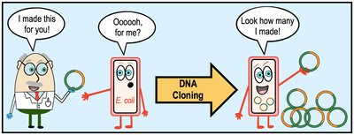 DNA Cloning in E. coli