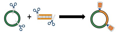 Restriction enzymes and ligation in DNA cloning
