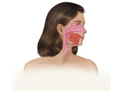 Normal microbiota in the upper respiratory tract