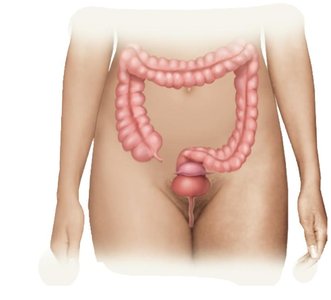 Normal microbiota in the large intestine and urogenital tract