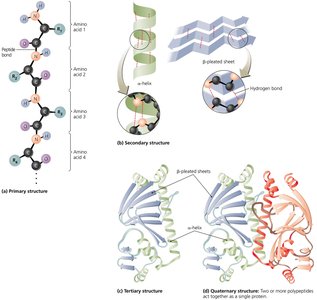 Levels of protein structure: primary, secondary, tertiary, quaternary