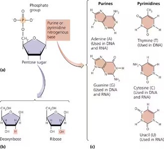 Nucleotide structure and nitrogenous bases