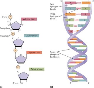 DNA structure and base pairing