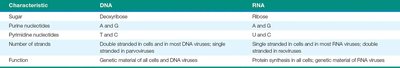 Comparison table of DNA and RNA