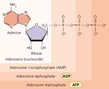 Structure of ATP, ADP, and AMP