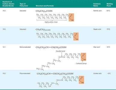 Table of fatty acids: structure, type, and melting point
