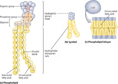 Phospholipid structure and bilayer formation
