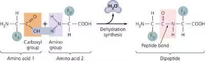 Peptide bond formation between amino acids