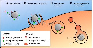 Diagram of opsonization and phagocytosis of antibody-coated viruses