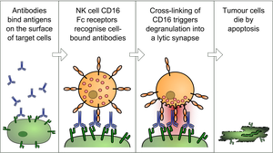 Diagram of ADCC mechanism involving antibodies and NK cells