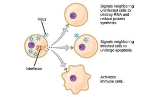 Diagram showing interferon signaling to neighboring cells to induce antiviral responses